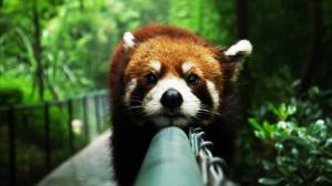 Animals close-up, red panda, rest, face, fence wallpaper thumb