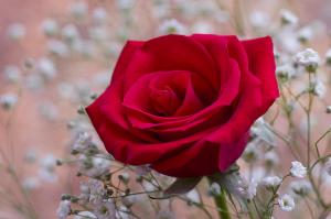 Beautiful Red Rose wallpaper thumb