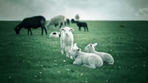 Lambs, white sheep, green fields wallpaper thumb
