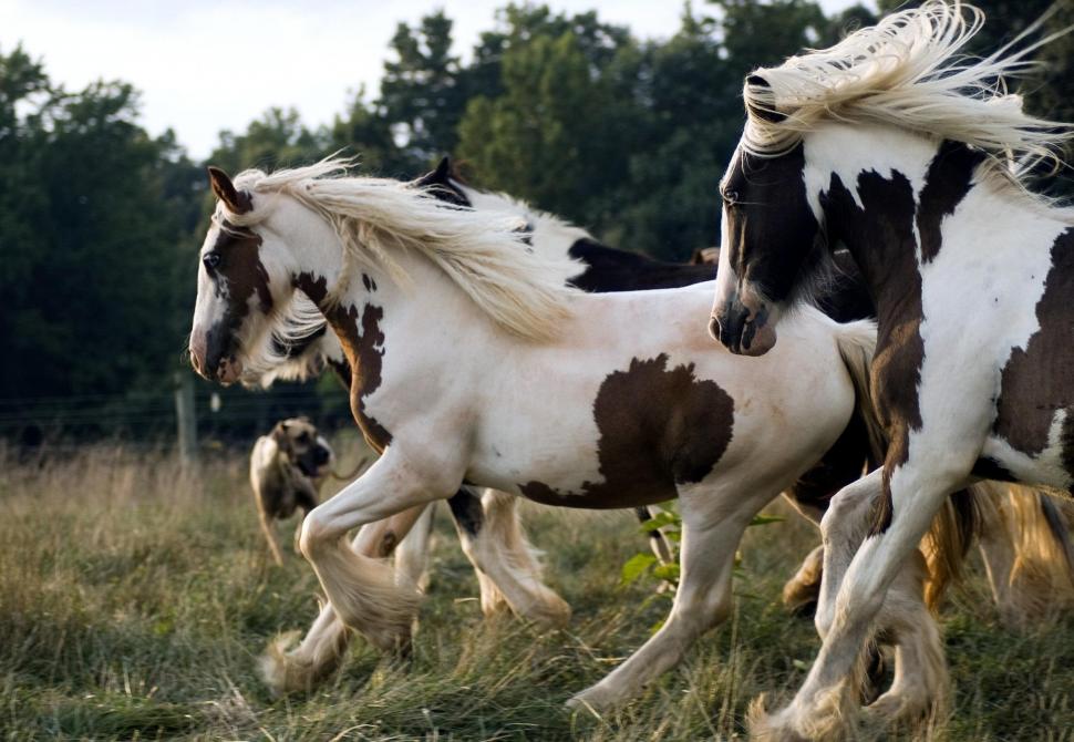 Beautiful Horse Racing *** wallpaper | animals | Wallpaper Better