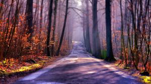 Forest, Road, Sunlight, Nature, Calm wallpaper thumb