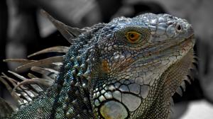Iguana Lizard HD wallpaper thumb