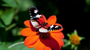 Color Butterfly Cute Image wallpaper thumb