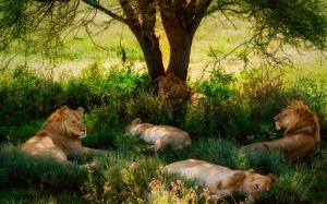 Summer, lions, tree, grass wallpaper thumb