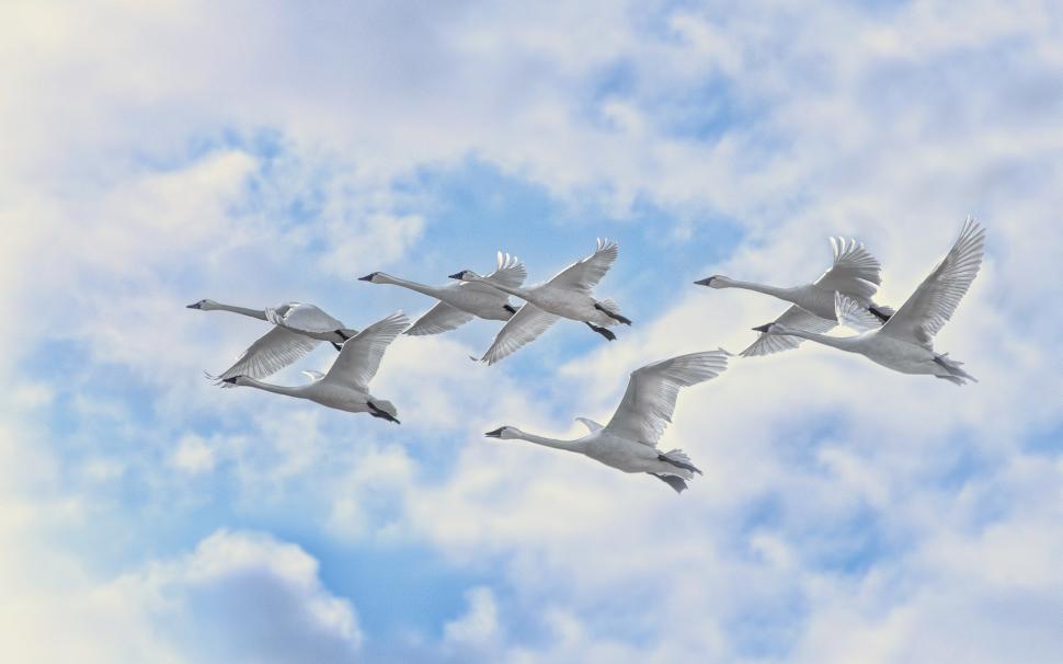 White Swans Flying wallpaper,swans HD wallpaper,sky HD wallpaper,flight HD wallpaper,1920x1200 wallpaper