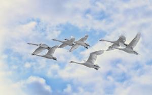 White Swans Flying wallpaper thumb