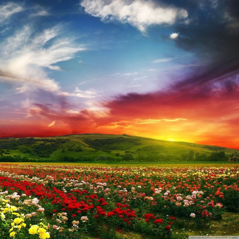 Landscape, Flowers, Field, Sunset, Colorful, Nature wallpaper,landscape wallpaper,flowers wallpaper,field wallpaper,sunset wallpaper,colorful wallpaper,nature wallpaper,1024x1024 wallpaper