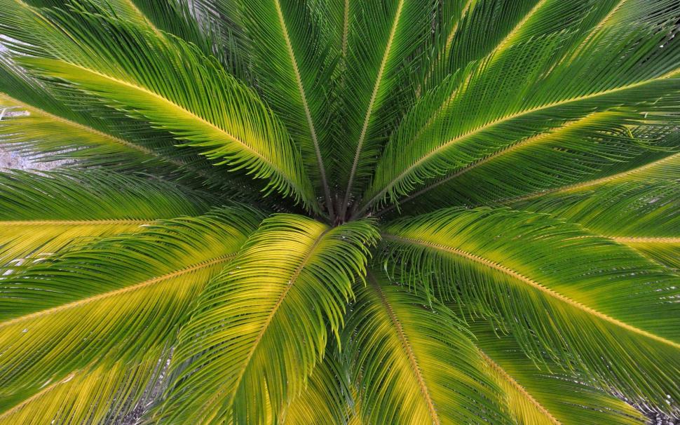 Palm tree wallpaper,photography HD wallpaper,2560x1600 HD wallpaper,palm  HD wallpaper,Leaf HD wallpaper,hd pics HD wallpaper,2880x1800 wallpaper
