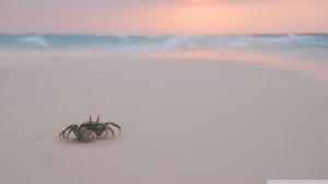 Crab On A Beach wallpaper thumb
