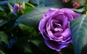 Beautiful Purple Rose wallpaper thumb