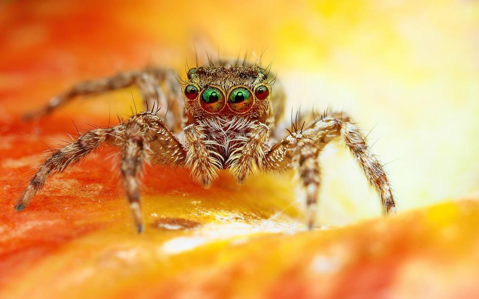 Scary Spider wallpaper,photography HD wallpaper,1920 x 1080 HD wallpaper,Scary      HD wallpaper,spider HD wallpaper,hd wallpares HD wallpaper,4K wallpapers HD wallpaper,2880x1800 wallpaper