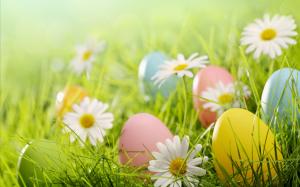 Easter eggs, white daisies flowers, grass wallpaper thumb