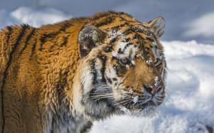 Siberian tiger, face, winter wallpaper thumb