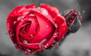 One red rose flower, dew wallpaper thumb
