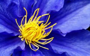 Clematis Painting wallpaper thumb