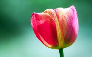Pink Tulip Flower HD wallpaper thumb