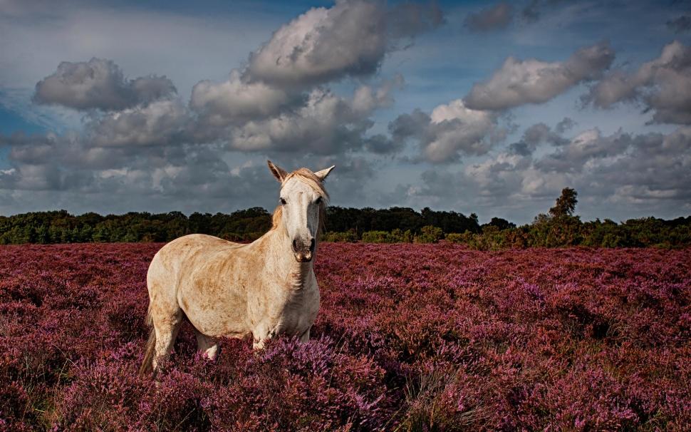 White horse in the lavender field wallpaper,White HD wallpaper,Horse HD wallpaper,Lavender HD wallpaper,Field HD wallpaper,1920x1200 wallpaper