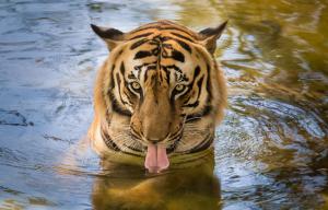 Tiger drinking water wallpaper thumb