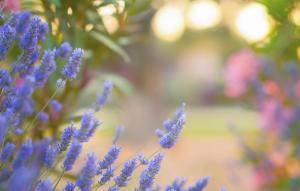 Blue lavender flowers wallpaper thumb