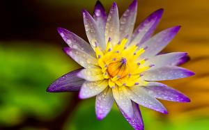 Lotus, petals, water drops wallpaper thumb