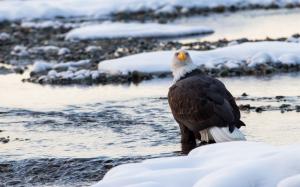 Predator, bald eagle, bird close-up, winter, snow wallpaper thumb