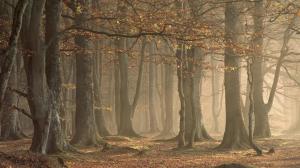 *** Fog In Forest *** wallpaper thumb