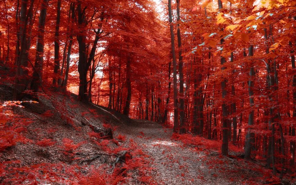 Nature, Forest, Path, Fall, Trees, Red Leaves wallpaper,nature HD wallpaper,forest HD wallpaper,path HD wallpaper,fall HD wallpaper,trees HD wallpaper,red leaves HD wallpaper,1920x1200 wallpaper