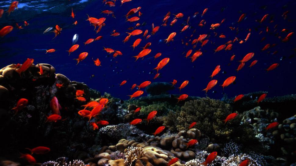 Animals Fishes Oceans Seas Underwater Desktop wallpaper,fishes HD wallpaper,animals HD wallpaper,desktop HD wallpaper,oceans HD wallpaper,seas HD wallpaper,underwater HD wallpaper,1920x1080 wallpaper
