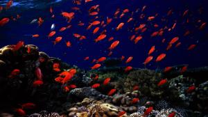 Animals Fishes Oceans Seas Underwater Desktop wallpaper thumb