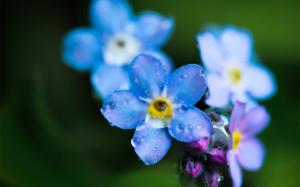 Blue macro flower wallpaper thumb