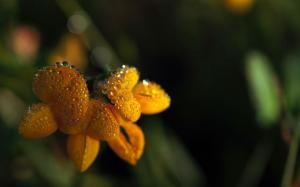 Macro Flower Water Drops HD wallpaper thumb