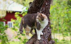 *** Cat On Tree *** wallpaper thumb