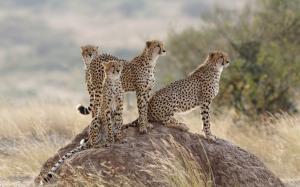 Cheetahs, cats wallpaper thumb