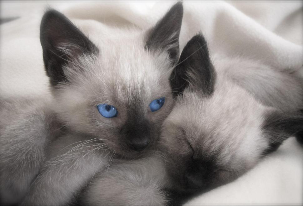 My Two Siamese Kittens wallpaper,cats HD wallpaper,animals HD wallpaper,blue eyes HD wallpaper,siamese HD wallpaper,kittens HD wallpaper,2034x1382 wallpaper