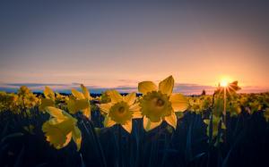 Daffodils flowers, yellow petals, dusk, sunset wallpaper thumb