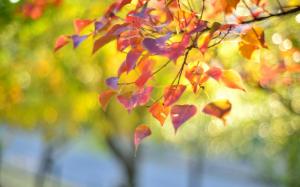 Nature, branch, red leaves, autumn, blur wallpaper thumb