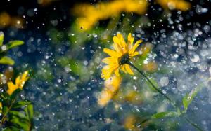 Yellow flowers, raindrops, glare wallpaper thumb