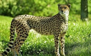 Cheetah in the forest, grass, green wallpaper thumb