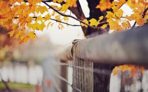 Autumn Leaves Fence Macro HD wallpaper thumb