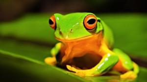 Frog Green wallpaper thumb
