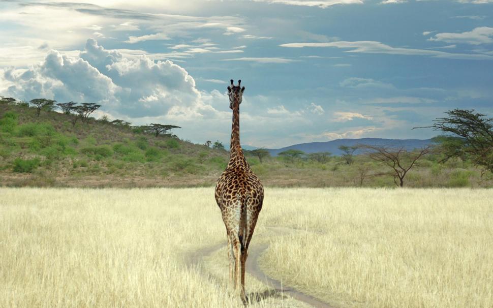 Superb Giraffe wallpaper,giraffe HD wallpaper,animals HD wallpaper,safari HD wallpaper,africa HD wallpaper,nature HD wallpaper,wilderness HD wallpaper,1920x1200 wallpaper