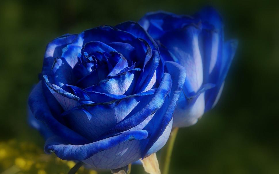 Blue-rose-flower wallpaper,closeup HD wallpaper,roses HD wallpaper,nature HD wallpaper,blue HD wallpaper,flowers HD wallpaper,3d & abstract HD wallpaper,1920x1201 wallpaper