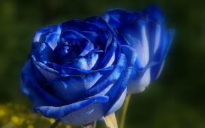 Blue-rose-flower wallpaper thumb