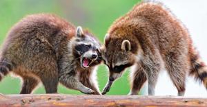 raccoons, raccoon, couple, fight wallpaper thumb