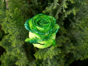 St Patrick's Day Green Rose Flower Macro HD wallpaper thumb