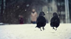 Birds, two, winter, snow, walking, talking, animal wallpaper thumb