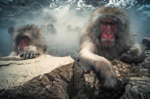 Japanese macaques, monkeys wallpaper thumb