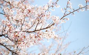 Spring pink cherry blossoms twig close-up wallpaper thumb