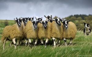 Sheep Flock wallpaper thumb