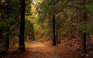 Park, trees, leaves, autumn wallpaper thumb